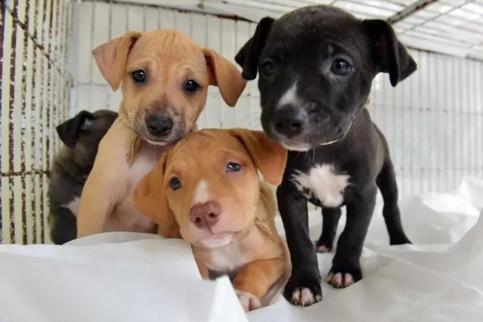 Adote um 'Aumigo': shopping realiza ação com foco na adoção de cães em Natal  - RN News